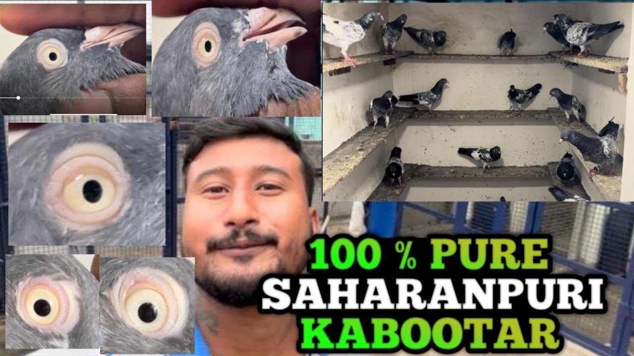 100 % PURE SAHARANPURI KABOOTAR||ORIGINAL SAHARANPURI PIGEON||SAHARANPURI KALSIRA KABOOTAR #souman