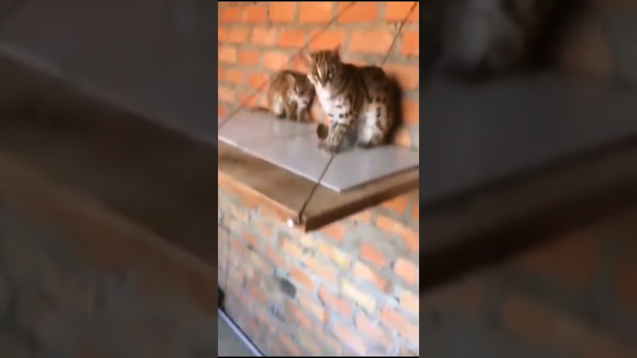 Kucing batu borne  
