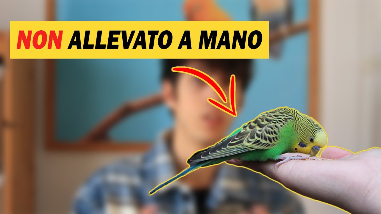 Pappagallo NON allevato a mano, COSA FARE?