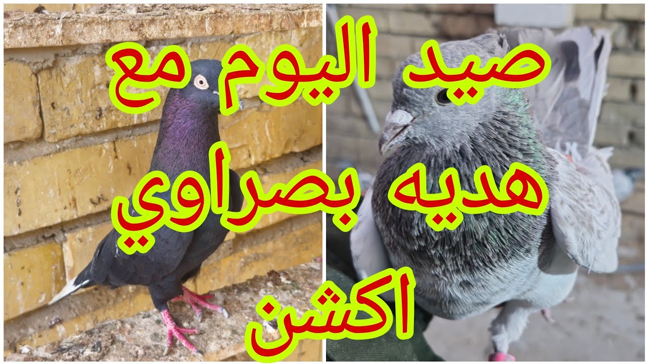 🥰صيد اليوم كلش حلو مكعكل شمعي😍سبحت التور والزواجل 🥰صورت الخانات تعالو شوفو طبكات😍@