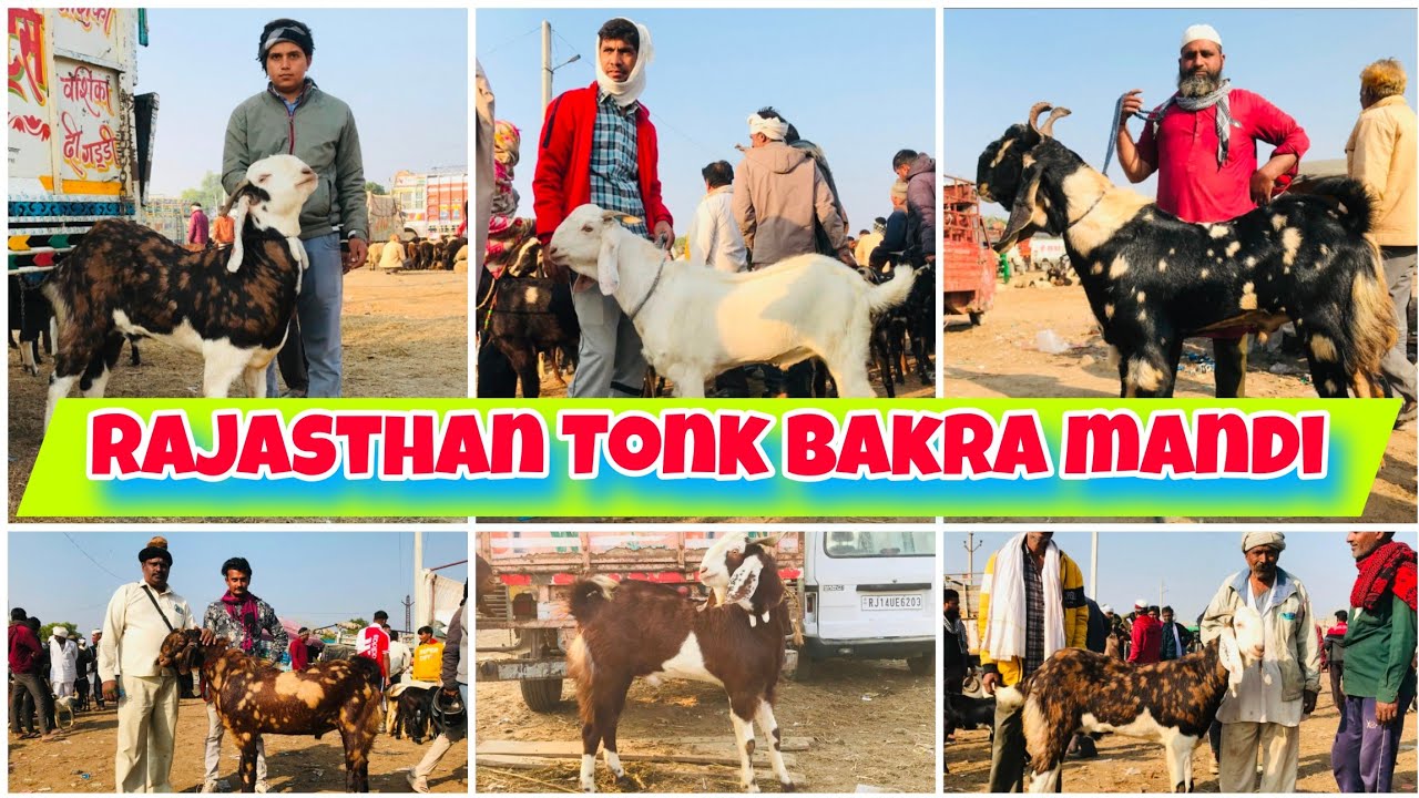 Rajasthan bakra mandi tonk goat market live update 27/11/2024 #tonkbakramandi #tonkgoatmarket