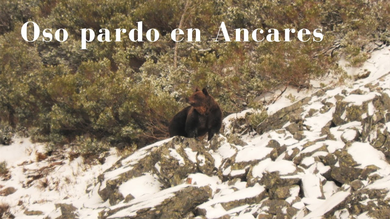 Oso pardo en Ancares. Abril de 2022. Homenaje al regreso a Galicia del filósofo de la montaña