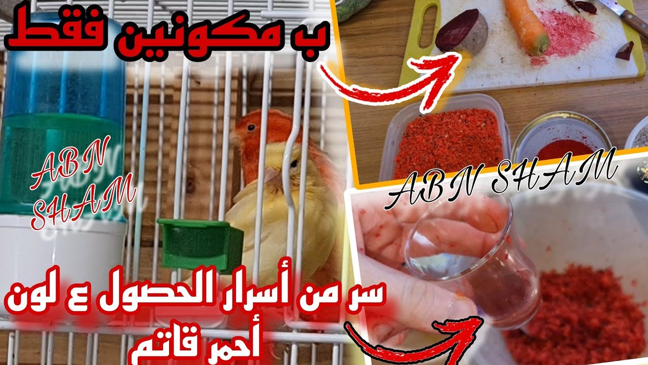 السر الذي يخفيه المحترفين الإيطالية بطريقة تقديم صبغة للحصول ع لون أحمر قاتم بطريقتين:[طبيعي&كيماوي]