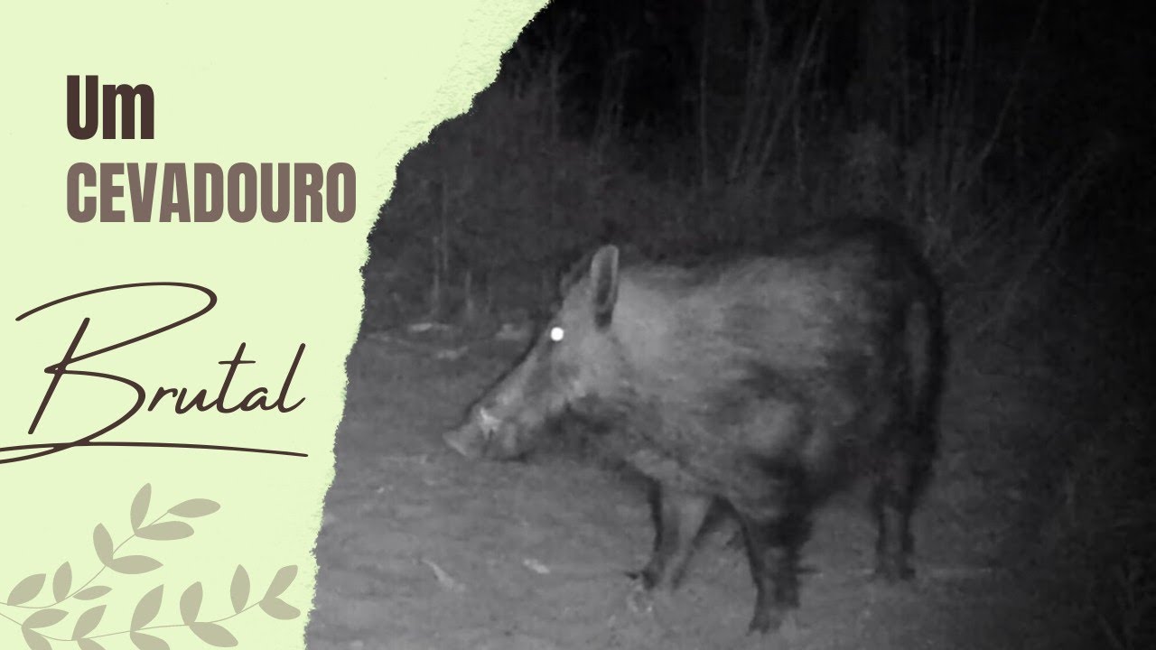 [2022] Esperas aos Javalis -- Um Cevadouro BRUTAL Uma noite no Cevadouro (4) Tiago Tacão