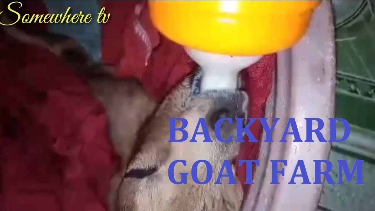 How to care premature baby goat (kid) - Backyard Goat Farm
