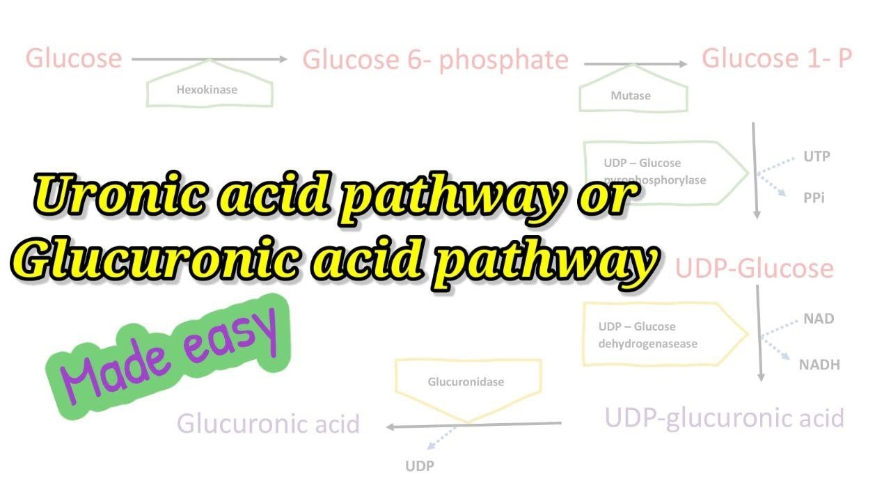 Uronic acid pathway made easy: How to remember Glucuronic acid pathway easily #biochemistry
