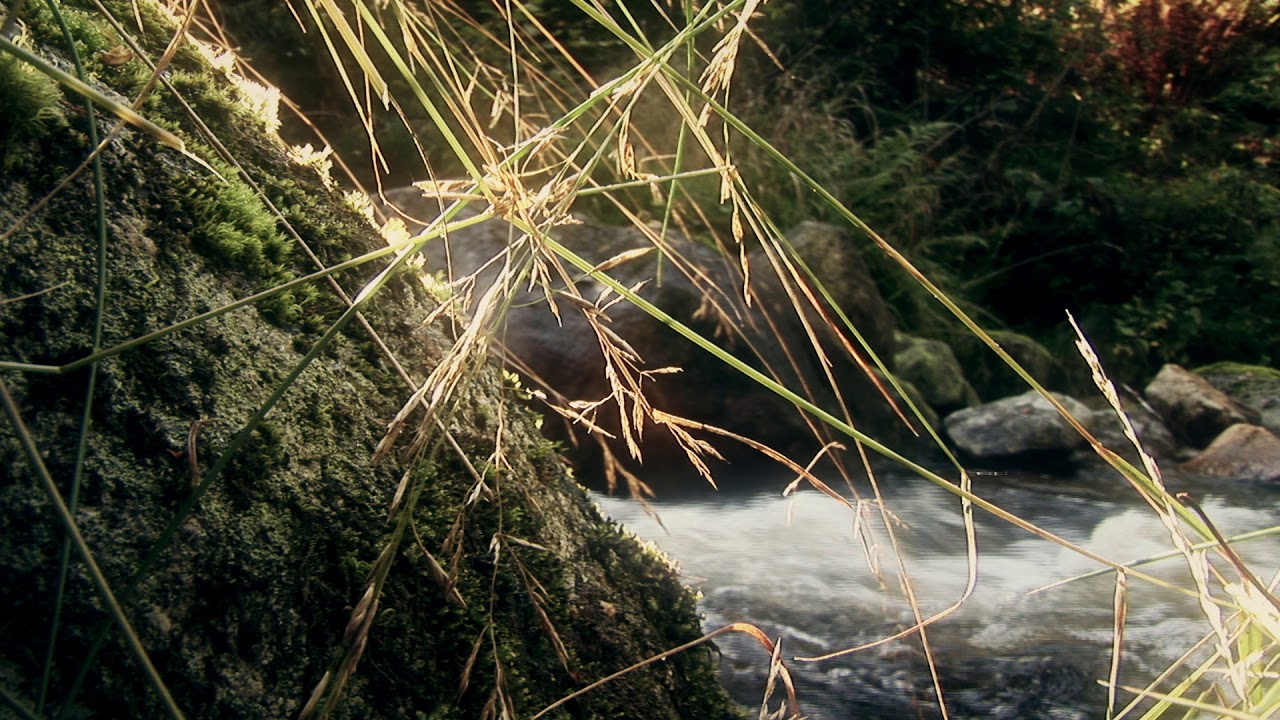 viseM&egrave;nn - The Daily Stream (I)