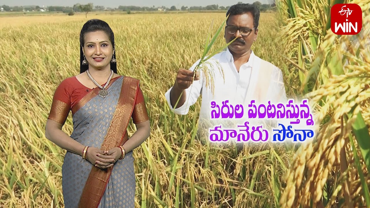 Wonderful yields with Maner sona paddy in kharif- experience by Nizamabad farmer | ETV