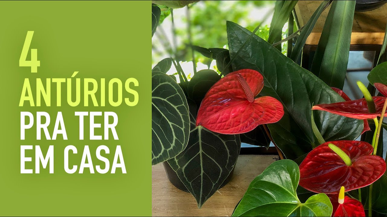 4 TIPOS de ANTÚRIOS pra CULTIVAR em VASO e no JARDIM