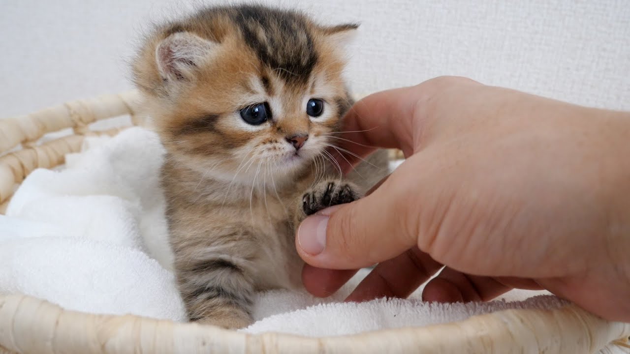 【LIVE】Tiny Kitten LIVE Broadcasting