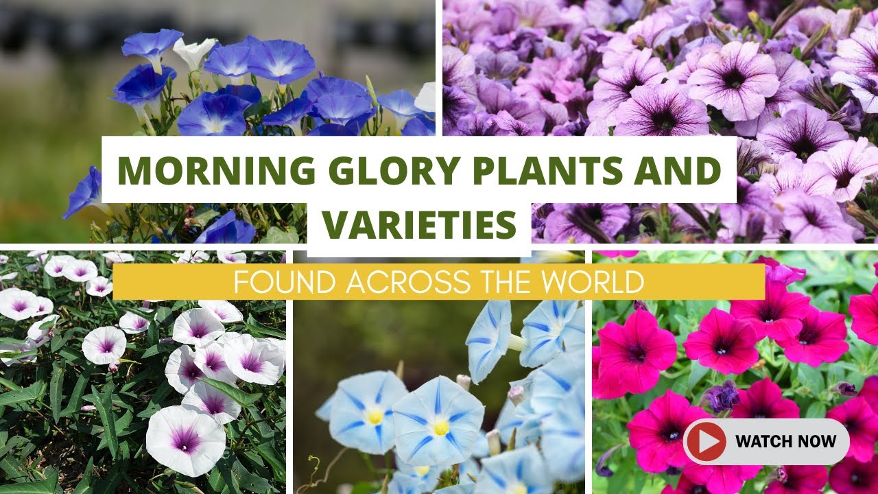 Best Morning Glory Plants and Varieties Found Across the World