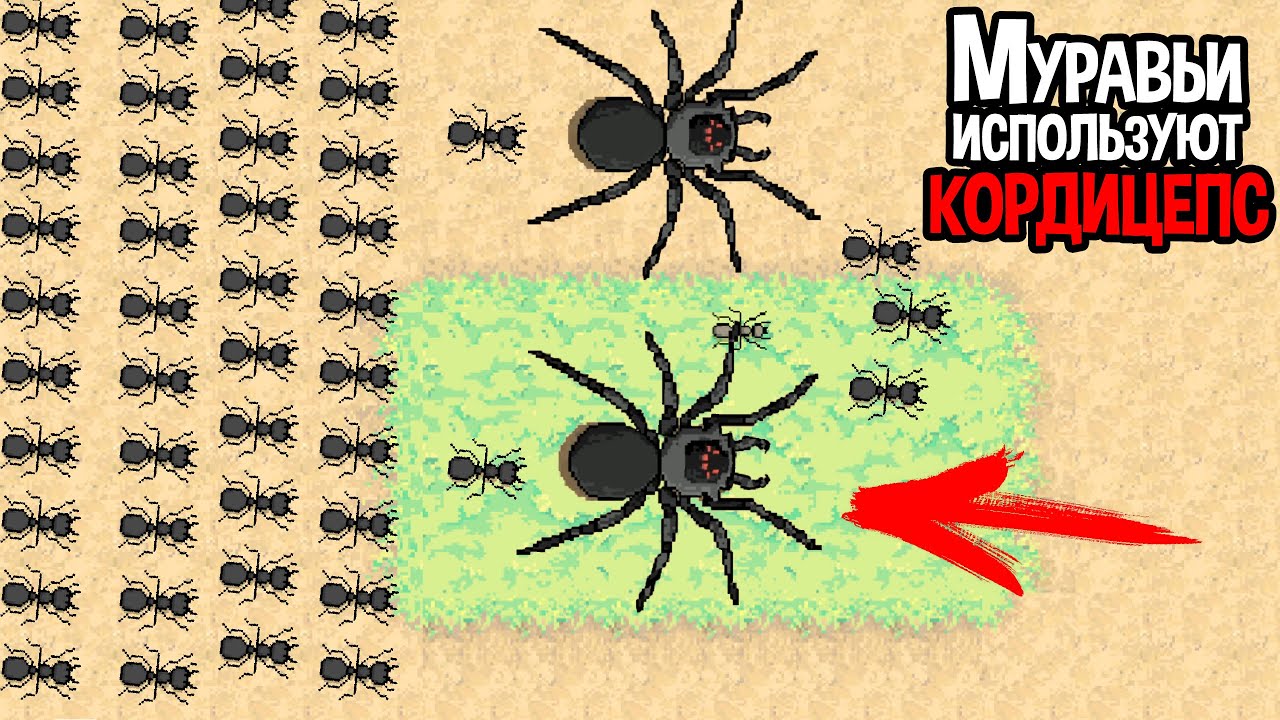 МУРАВЬИ КОНТРОЛИРУЮТ РАЗУМ НАСЕКОМЫХ КОРДИЦЕПСОМ ( Pocket Ants )