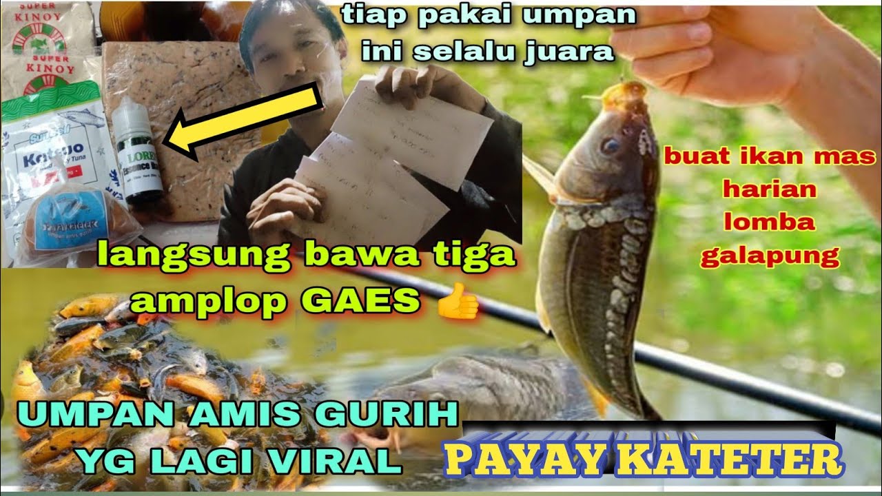 Edaan...Lagi lagi juara pakai umpan ini..Paket Umpan Ikan Mas Amis Gurih siap pakai Yg Lagi Viral...