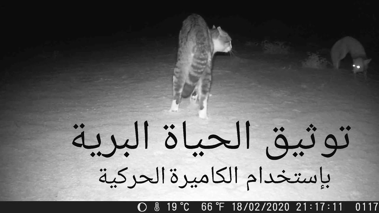 توثيق الحياة البرية بإستخدام الكاميرة الحركية