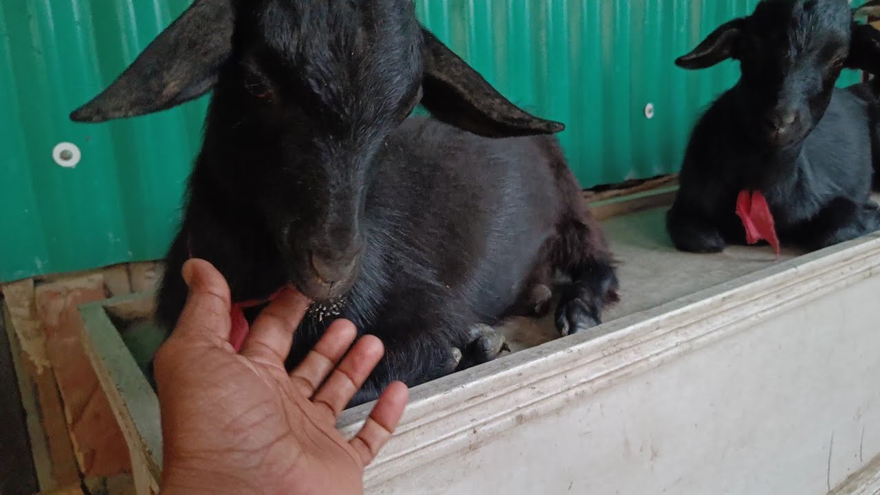 The goats are sitting comfortably.