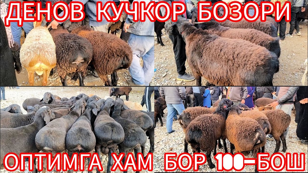 СУРХОНДАРЁ ДЕНОВ КУЧКОР БОЗОРИ