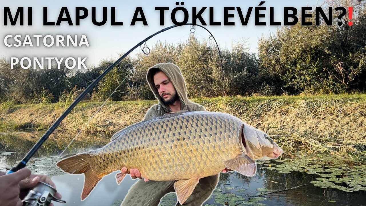 Vad pontyok a t&ouml;klev&eacute;lből, rapid csatorna horg&aacute;szat! 🐟❗
