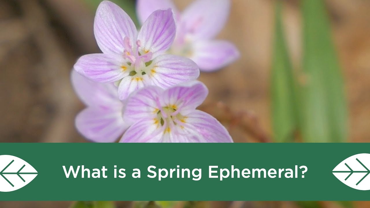 What is a Spring Ephemeral?