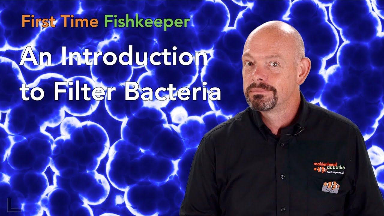 First Time Fishkeeper Episode 3: An Introduction to Filter Bacteria