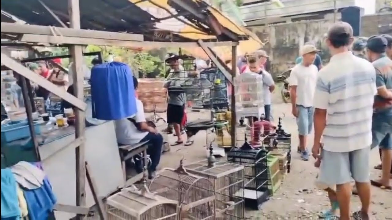 pasar burung porong Sidoarjo tempatnya adem,nyaman burungnya bervariasi
