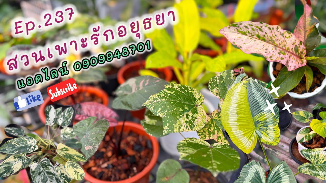 แบ่งปันไม้ สวนเพาะรักอยุธยา ep.237 จันดำด่าง 150 กวักมรกตด่างสวยๆ เชลุ่มต้นใหญ่📱แอดไลน์ื0909948701