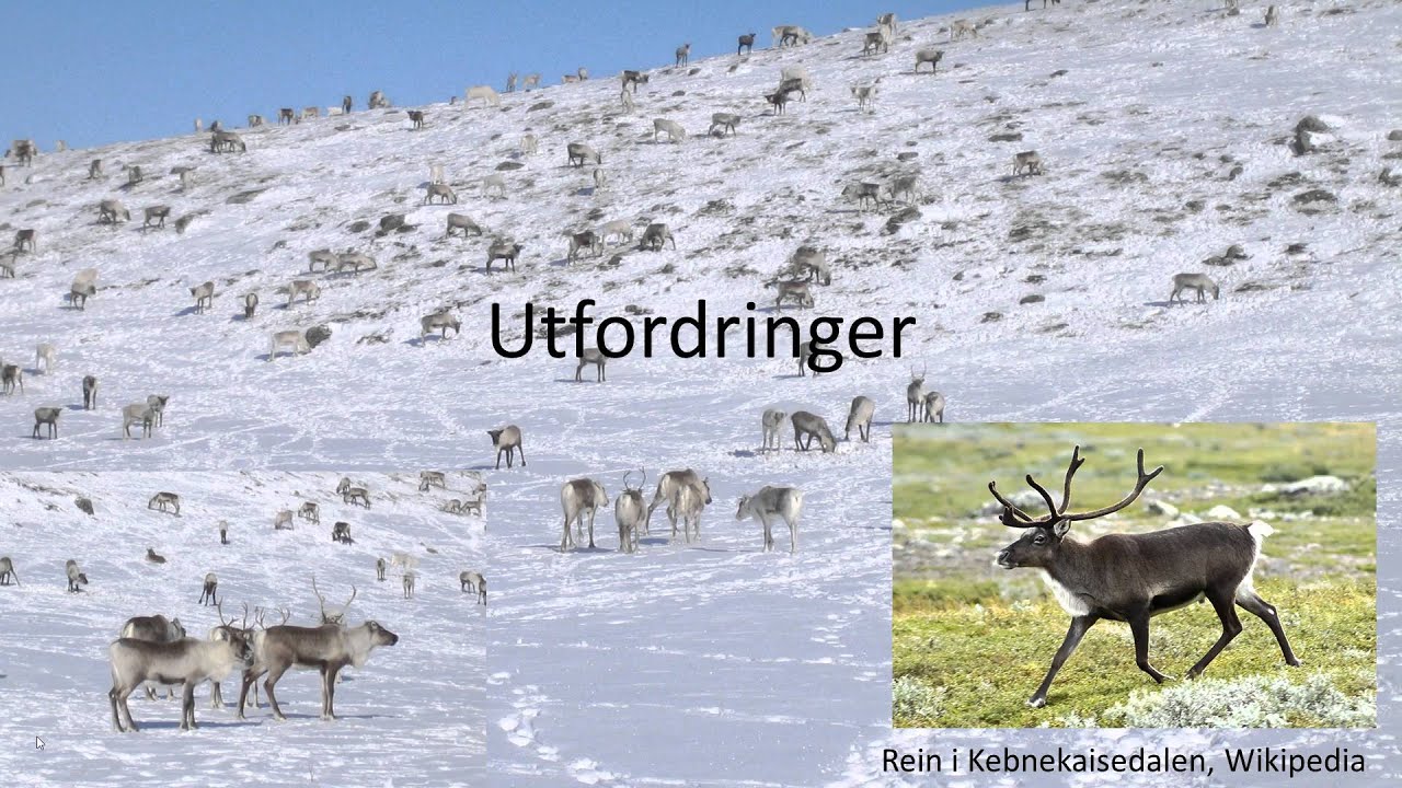 Geografi GEO1001 - Samisk reindrift i Norge