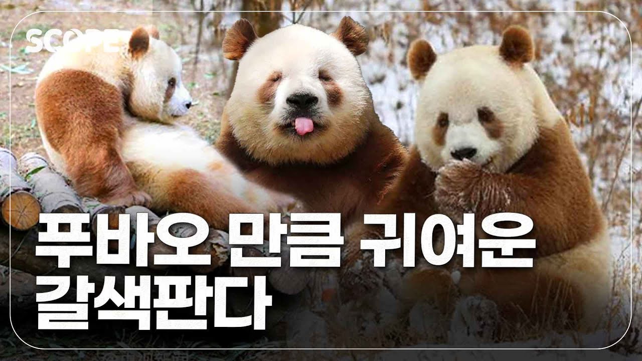 푸바오만큼 인기있는 전세계 딱하나 갈색판다! 그런데 왜 갈색일까?