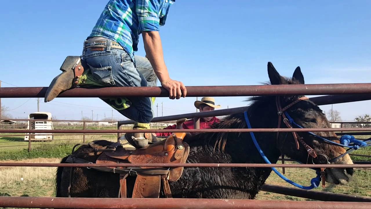 Breaking a wild mule