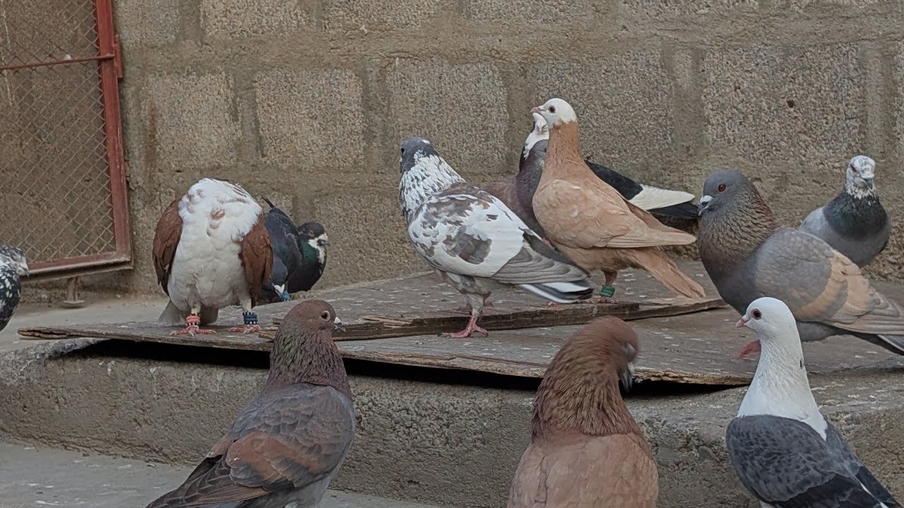 For Sale 16 Fighter kabotar 3 Madi he Baqi Nar 