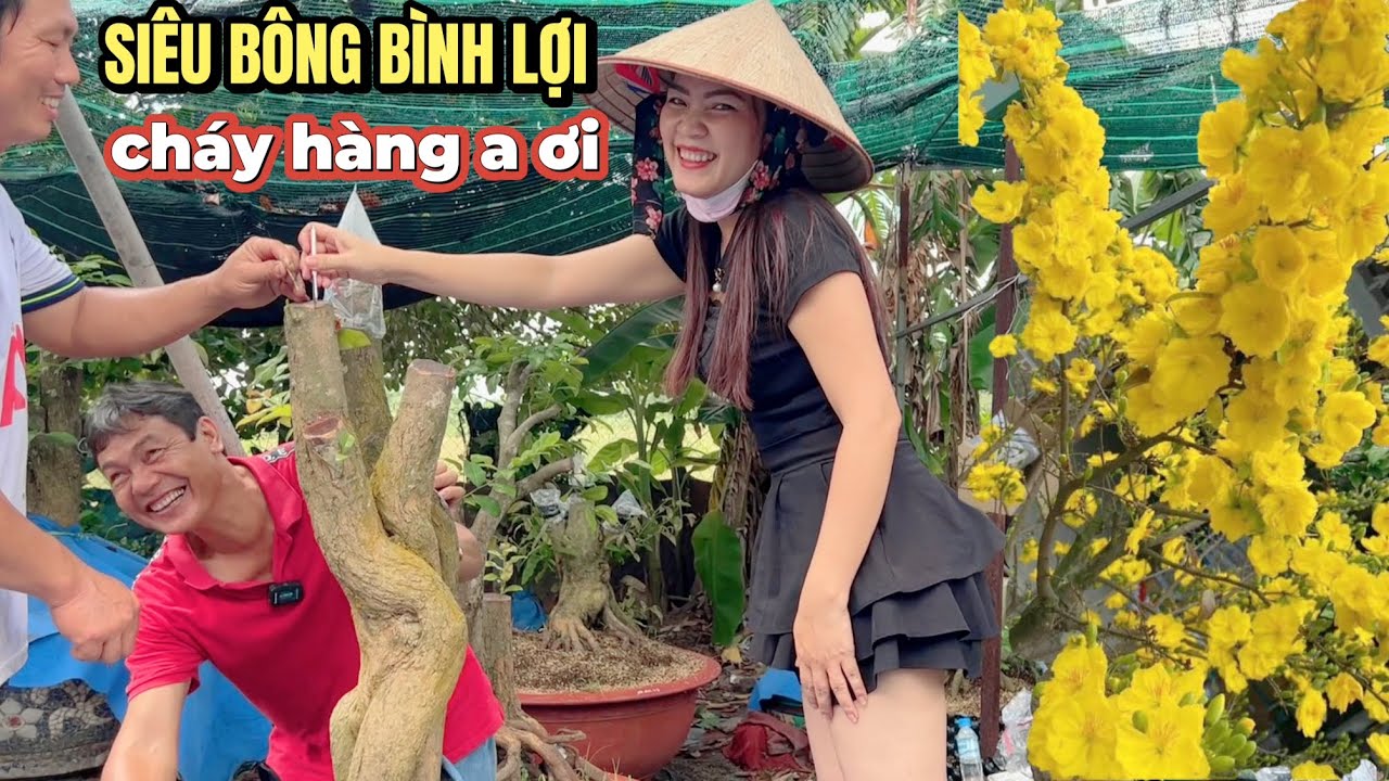 Test bông GL bo SBBL về Vĩnh Long ghép A Út đứng hình xem cô chủ vườn mai Lộc Tài đúc ko rớt bo nào