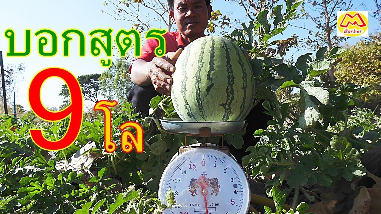 9โลขึ้น!!! บอกสูตรทำแตงโมไร้เมล็ด!! ให้ใหญ่บิ๊ก หวานกรอบ Big Watermelon 9 kg.