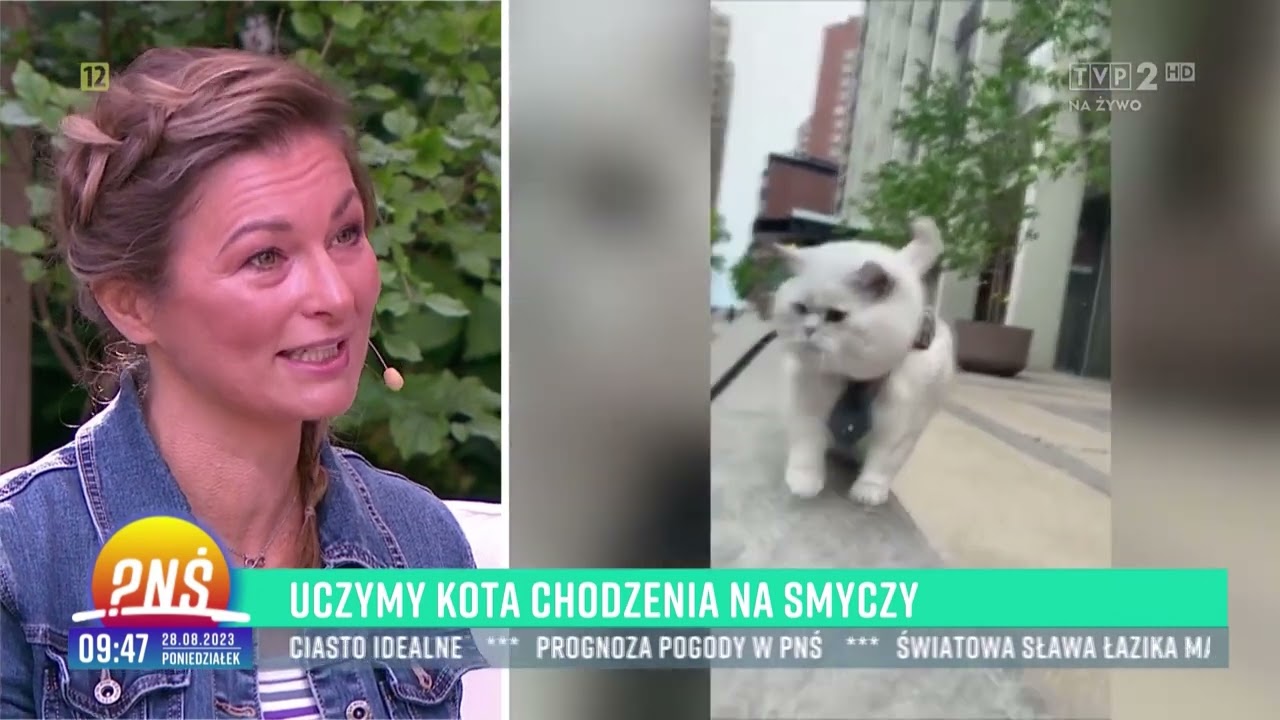 Jak wygląda spacer z kotem