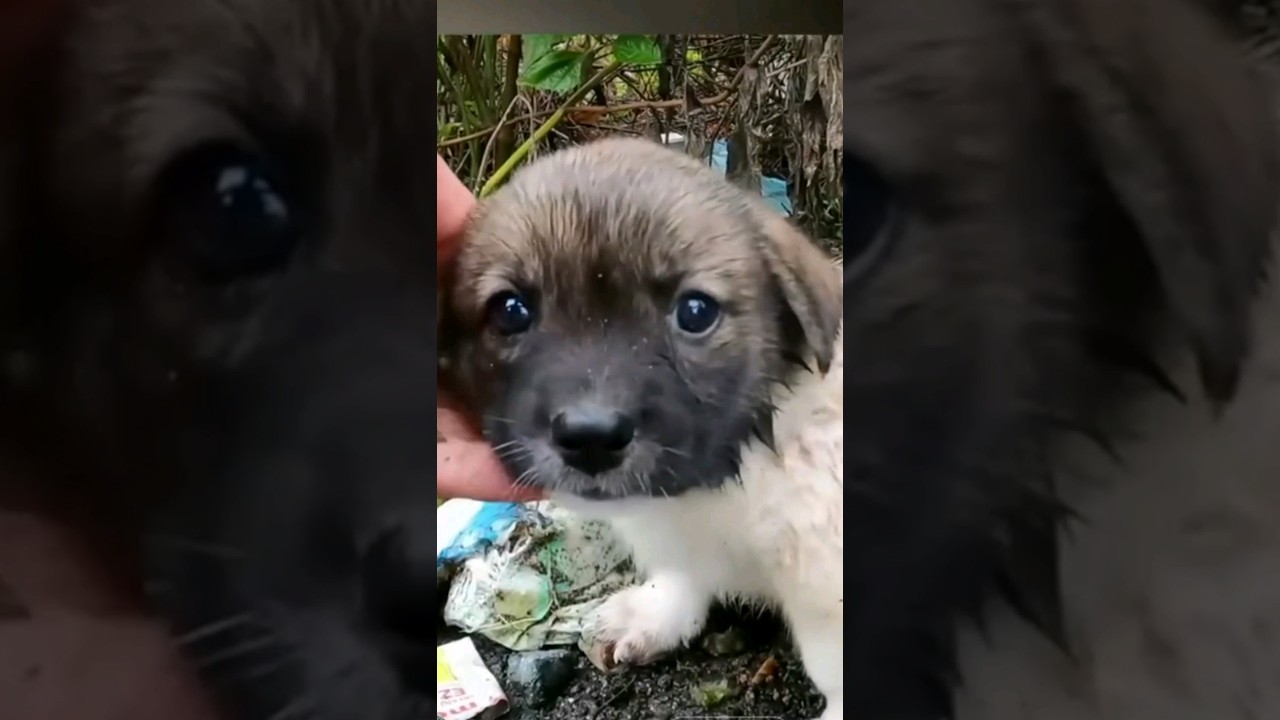 #rescuepuppy  #rescueanimal #Minizoovloge #petvlog #viralshots #everyone #youtube#trendingvideo