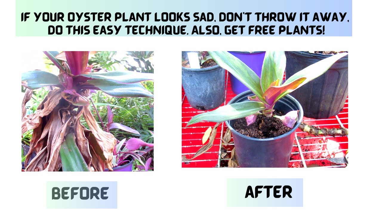 Great technique to help a sad looking Oyster plant look fantastic. Easy, fast propagation tips.