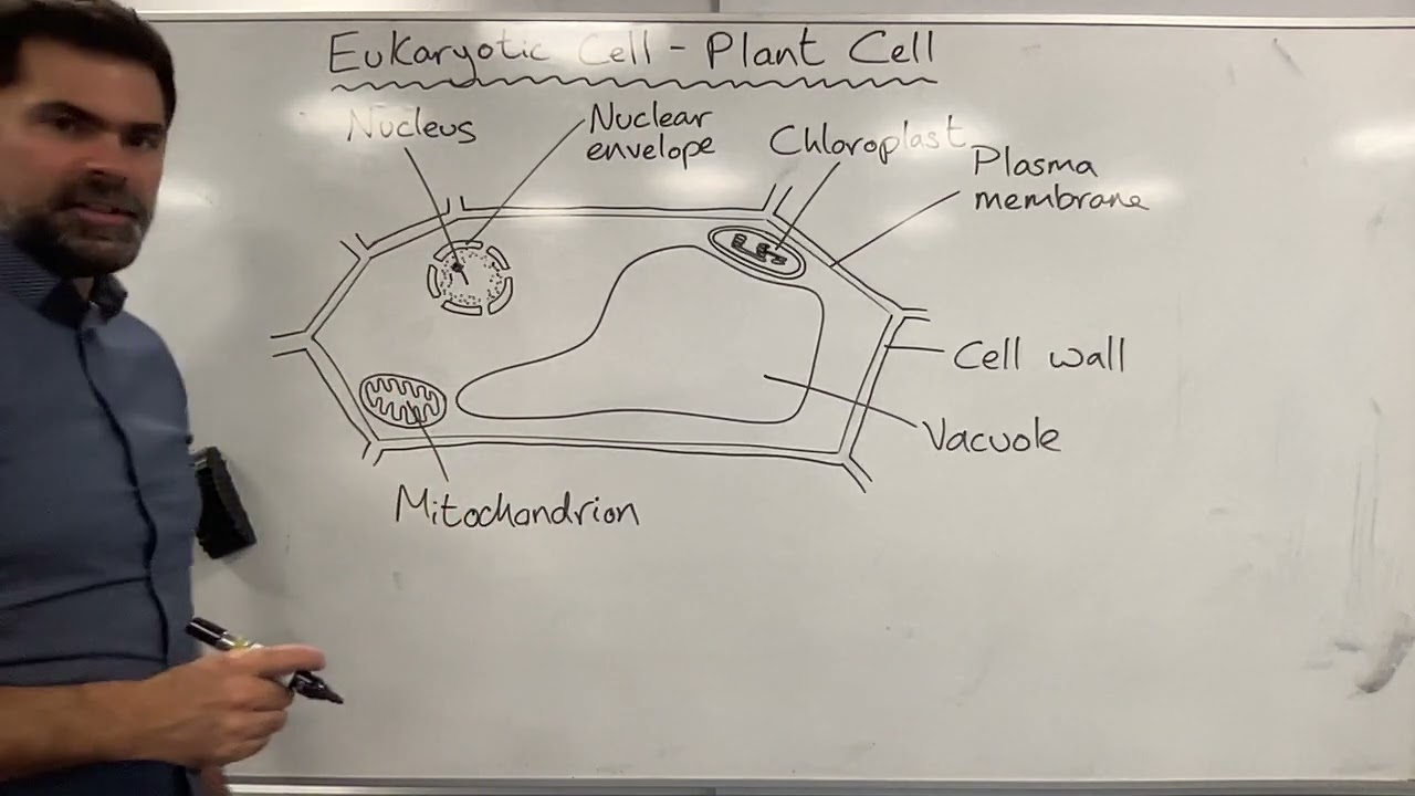 Drawing a eukaryotic cell - plant cell