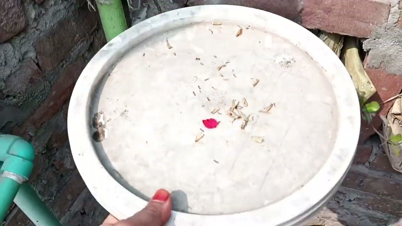 বাগান প্রেমীরা পুরনো গাছের মায়া ছাড়তে পারে না বলে বাগান এলোমেলো থাকে ||#roofgarden #এসোবাগানকরি 