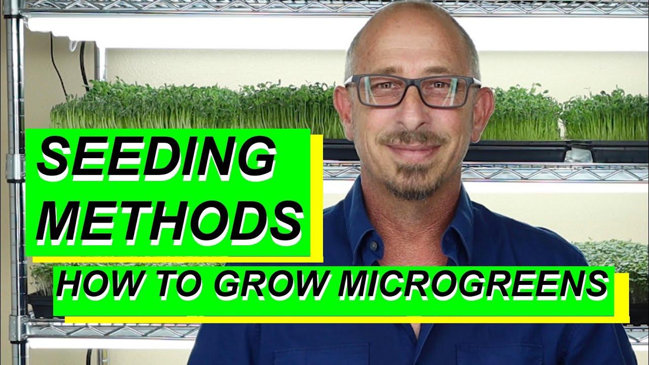 HOW TO GROW MICROGREENS SEED || Seeding Microgreen Trays Step by Step Guide