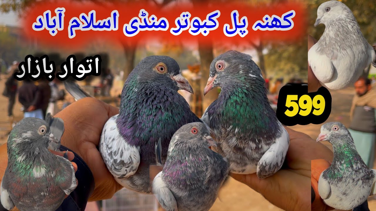 599 | Sunday Kabutar Market Khana Pul Islamabad | Today 14,12,2025 | Latest Update High Flyer Pigeon