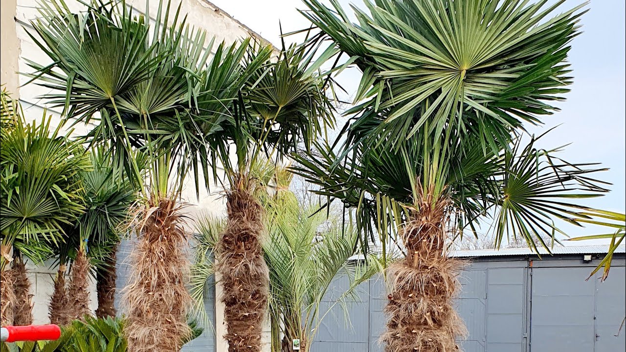 BestpalmTV. Trachycarpus fortunei PREMIUM. Najlepsza jakość. Super liście, korzenie i pień