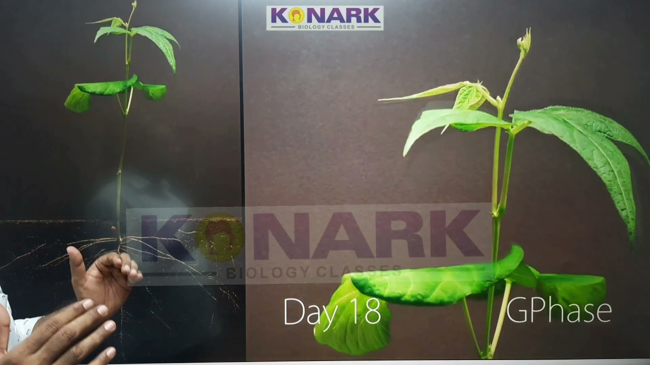 Seed Germination  | Konark Biology Classes  | by Deepak Nehete Sir