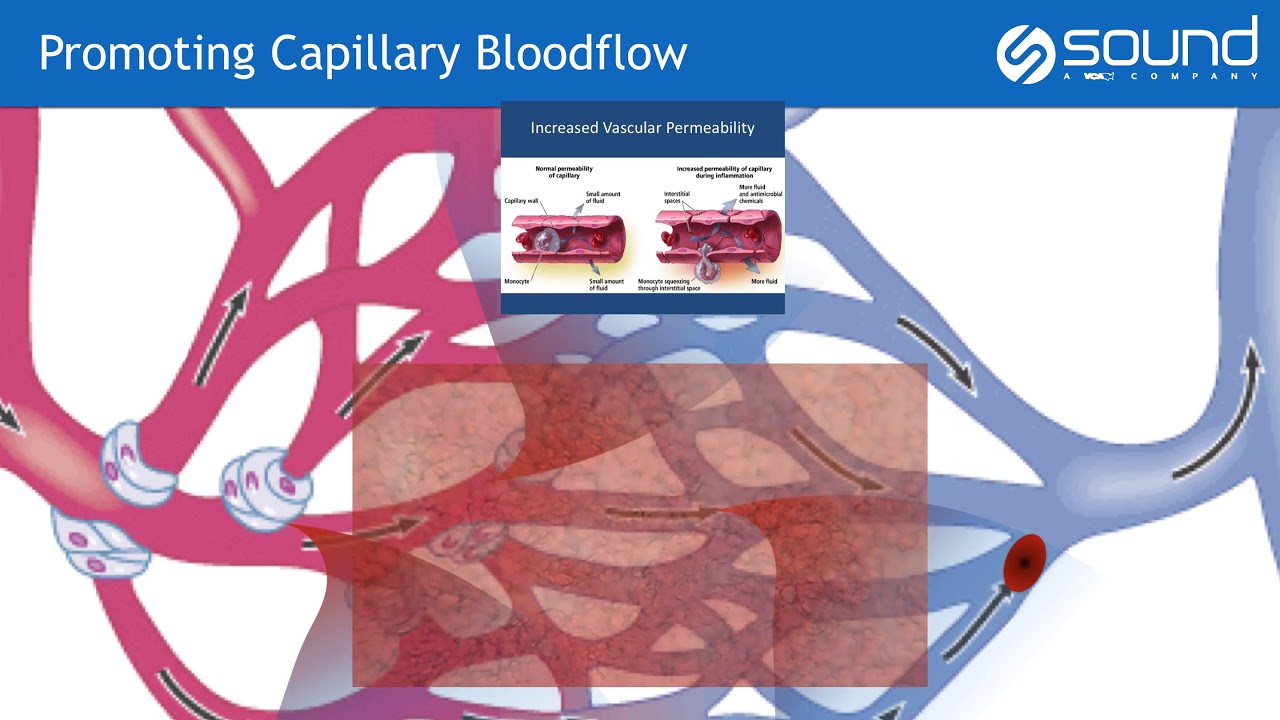Therapy Laser: The Fundamental Mechanisms