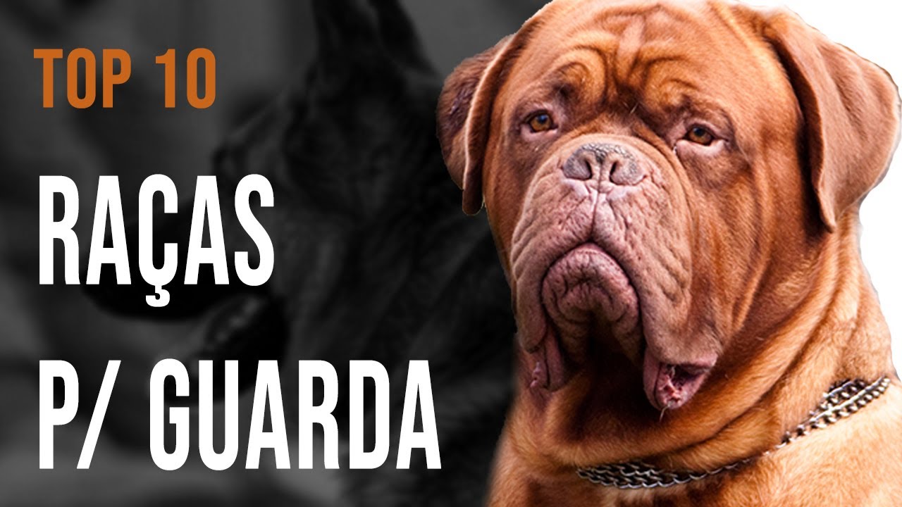 TOP 10 PARTE 3 - Raças de cães para GUARDA - TERCEIRA PARTE (30 raças listadas em TRÊS VÍDEOS)