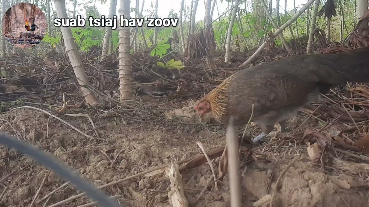 เสียงไก่ต่อตัวเมียร้องหาคู่เสียงชัด  suab poj qaib seev zoo heev 100%