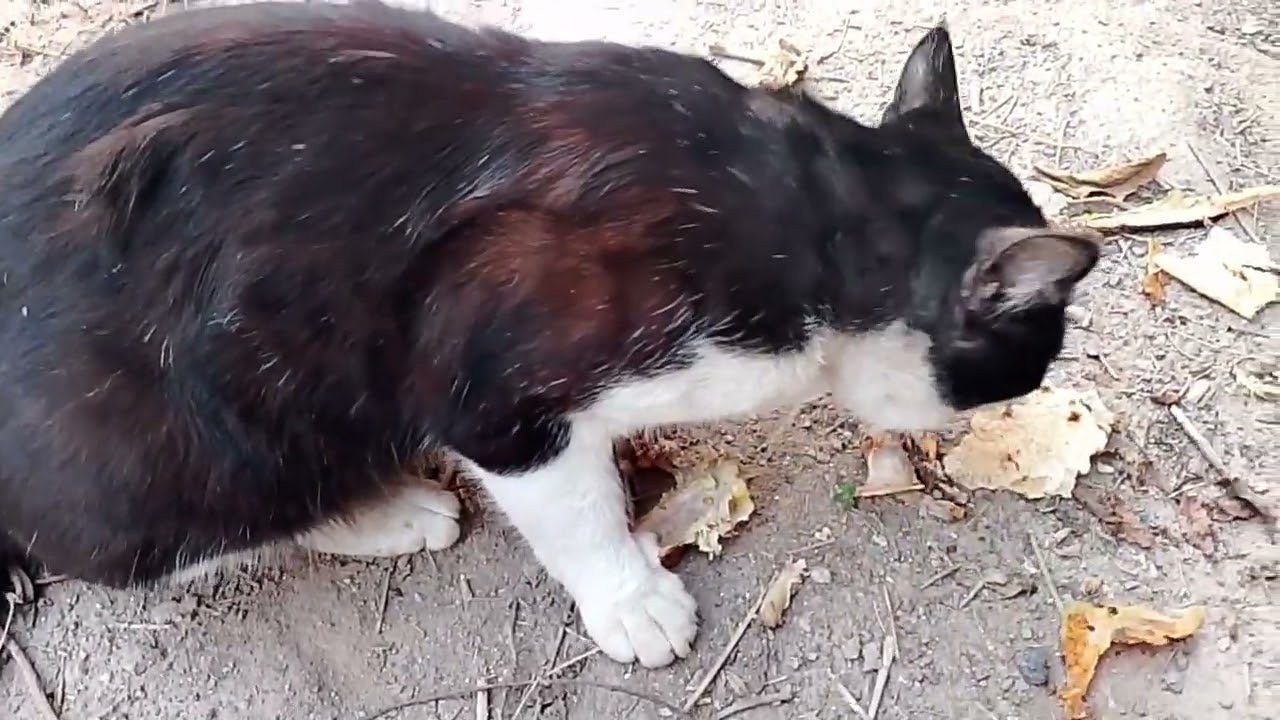 Adorable Cat & Duck Eating Together 🐱🦆 Full Video