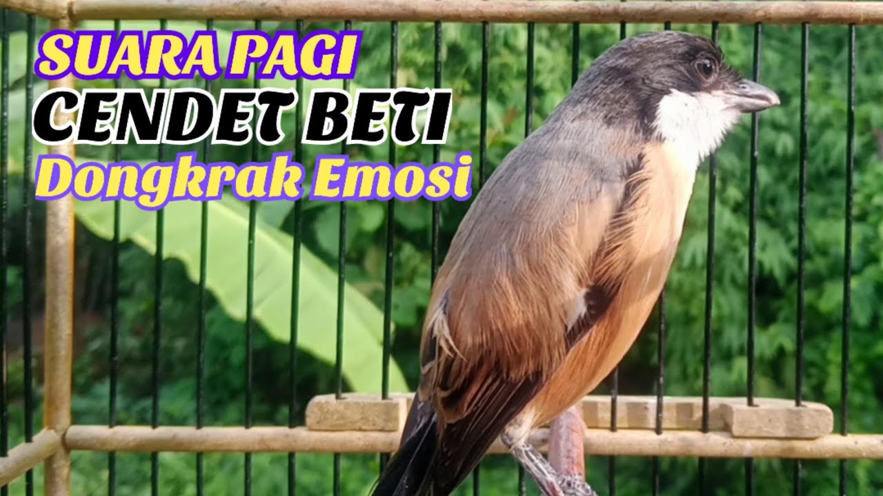 Suara Cendet Betina Menata Lagu Sangat Cocok Buat Rangsang Emosi Cendet Jantan Agar Cepat  Bunyi