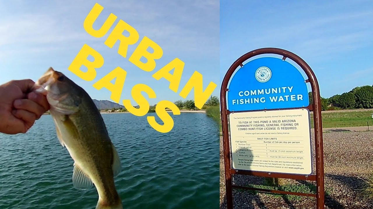 Episode 19 Gilbert Regional Park Pond - Phoenix Community Fishing Lakes & Ponds