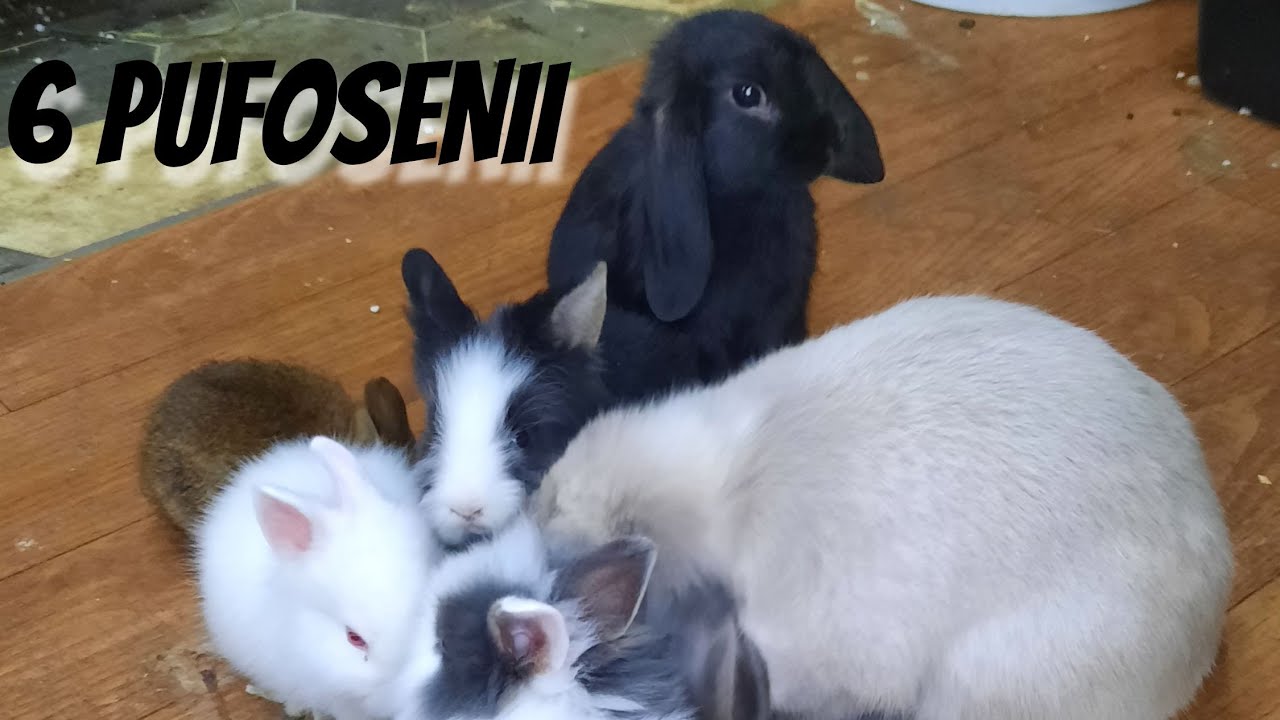 #22 - Gasca de iepuri pitici: berbec pitic (mini lop), cap de leu si mini rex