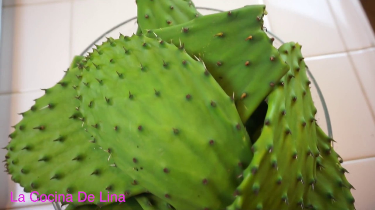 Como Pelar Nopales Como Limpiar Nopales