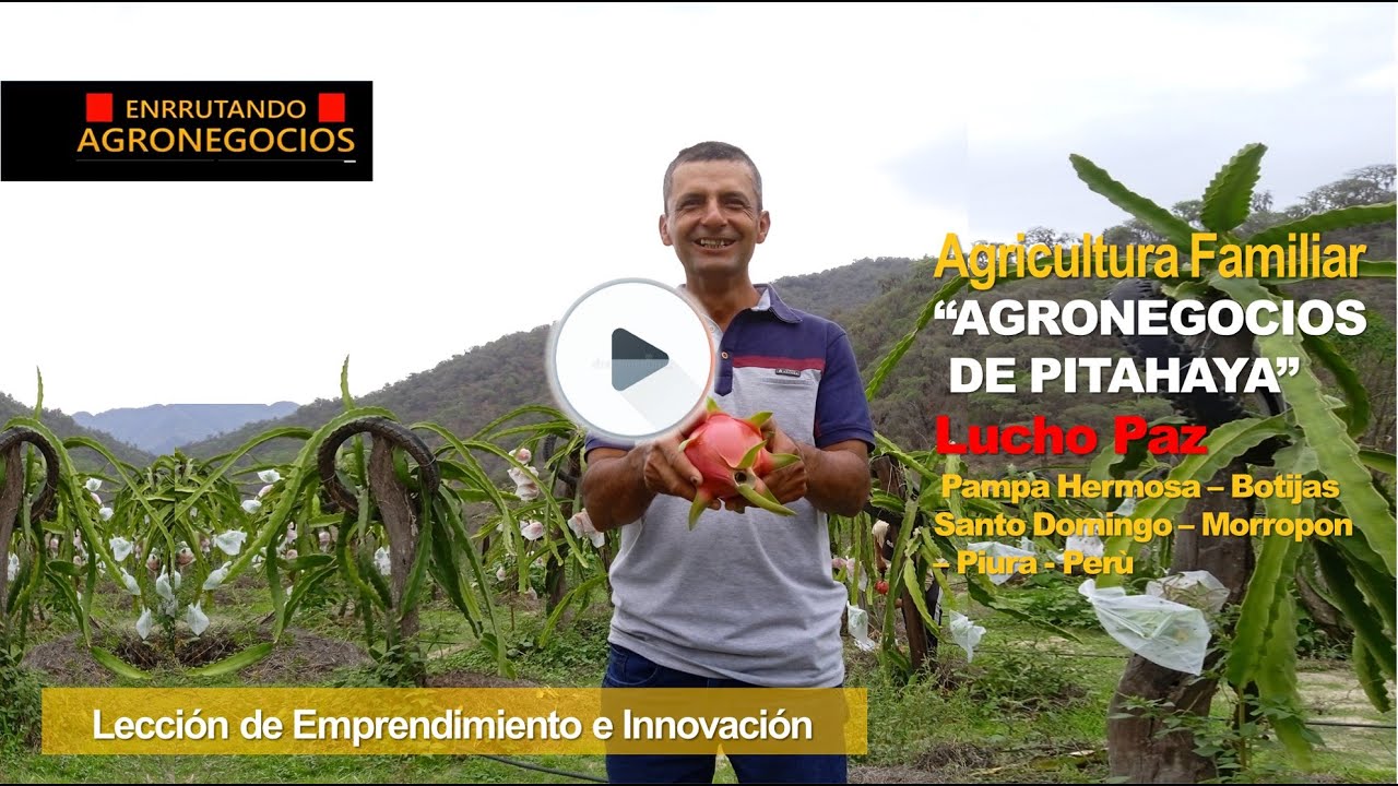 EMPRENDEDOR AGRICULTURA FAMILIAR - PITAHAYA EN SANTO DOMINGO, MORROPON, PIURA, PERÙ