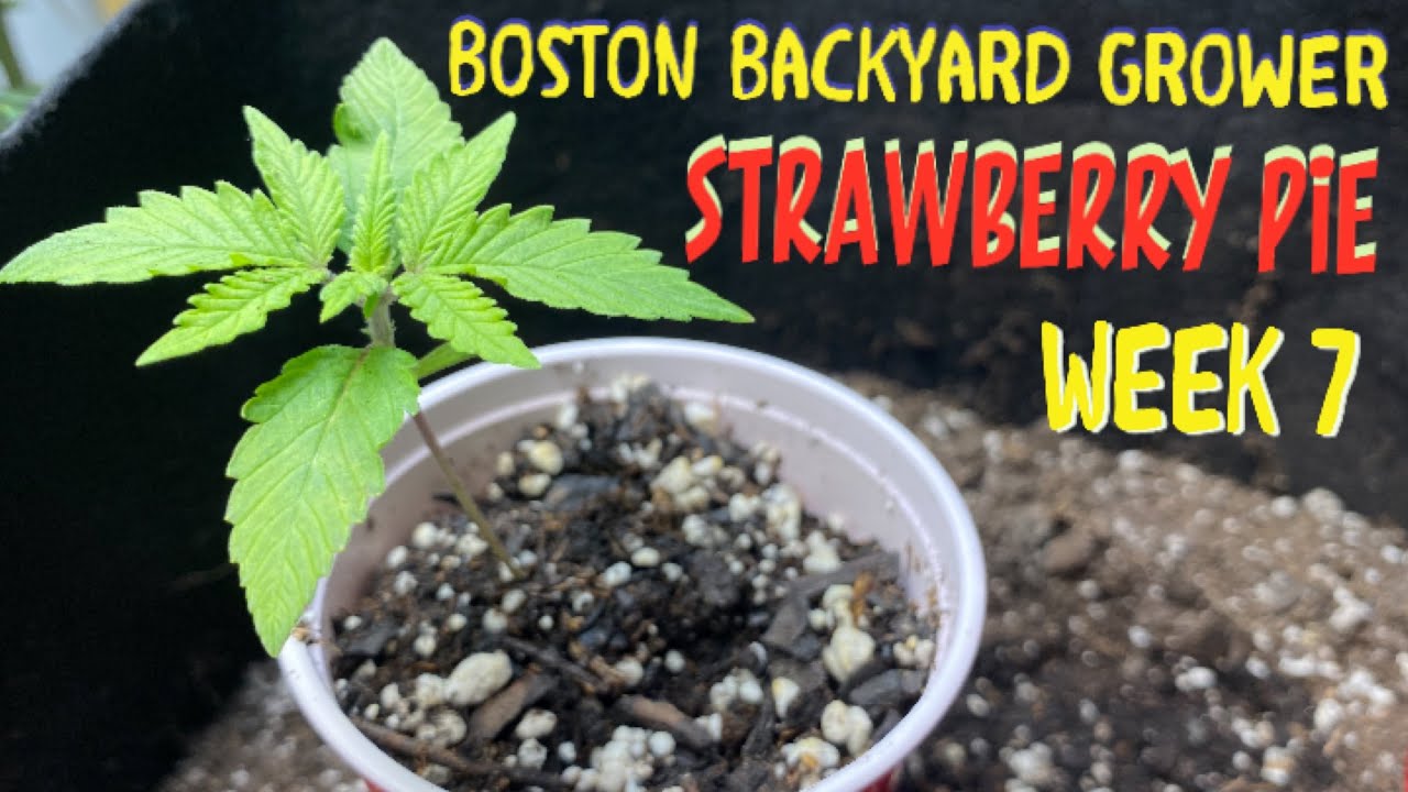 Week 7: FastBuds Strawberry Pie Autoflowers Cannabis Grow Nutrient Feeding